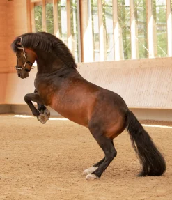 Bridon multifonction