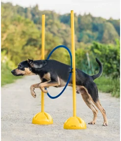 Cerceaux d'agility