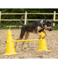 Cônes d'agility
