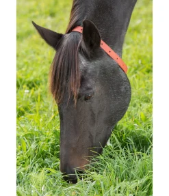 Collier anti-parasites pour cheval