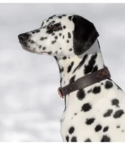 Collier en cuir pour chien Livorno