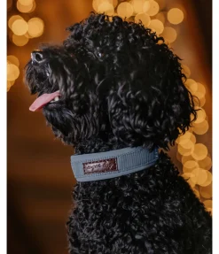 Collier pour chien Becks