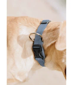 Collier pour chien Becks