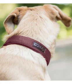 Collier pour chien Becks