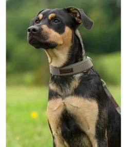 Collier pour chien Becks