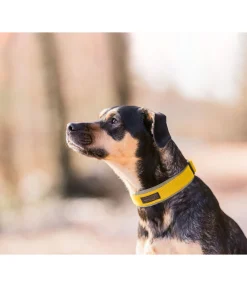 Collier pour chien Becks