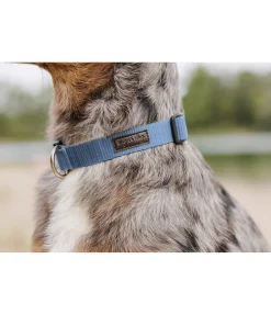Collier pour chien Champ