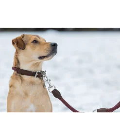 Collier pour chien Rope