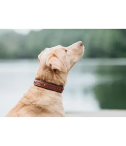 Collier pour chien en cuir Good Dog