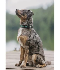 Collier pour chien en cuir Nashville