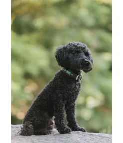 Collier pour chien en cuir Nashville