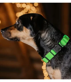 Collier pour chien LED Sugar Dog Loom