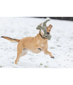 Dinosaure en peluche pour chien Rexy