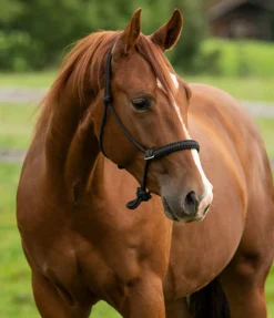 Ensemble licol à noeuds All-in-One