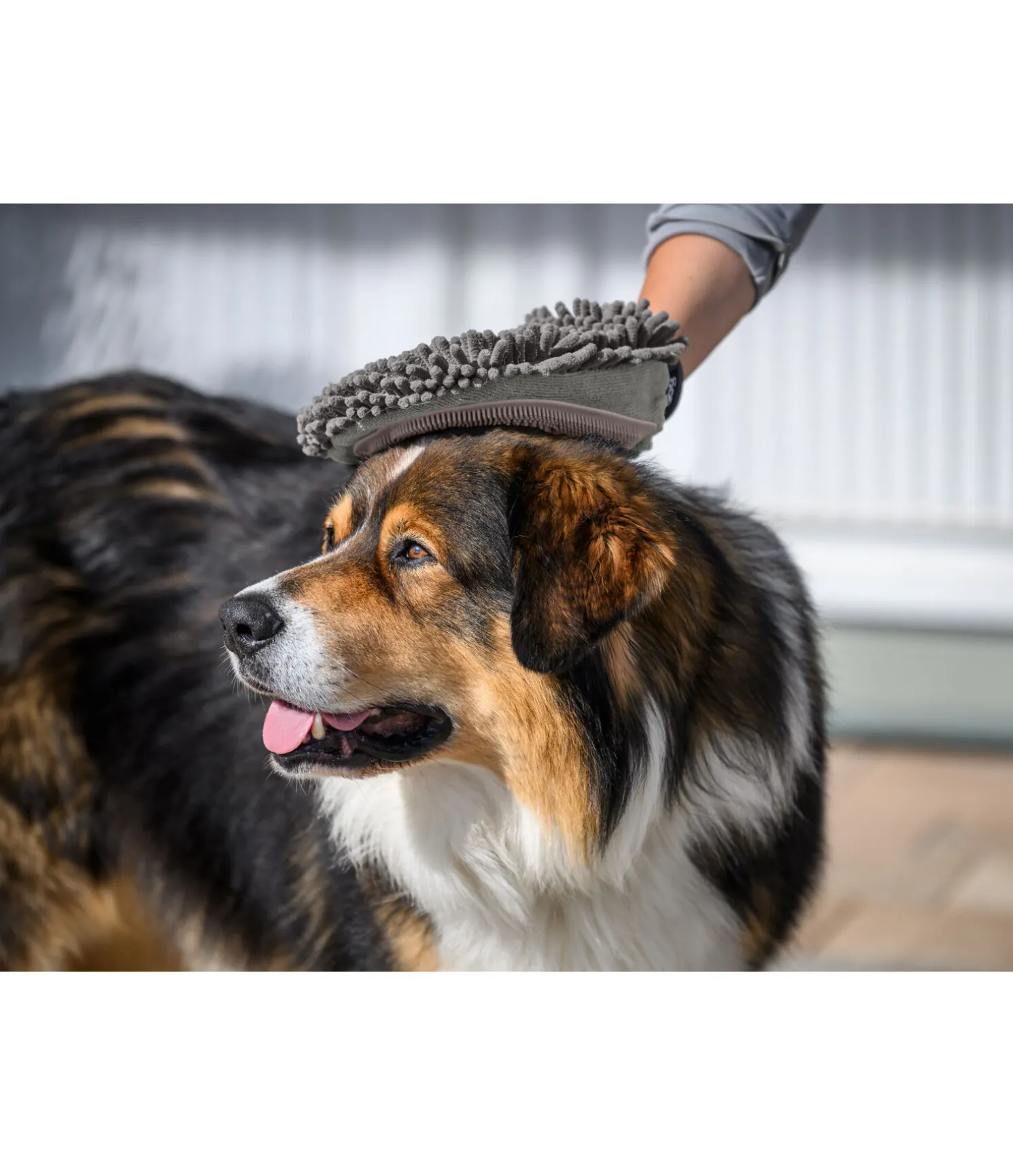 Gant de toilettage pour chien Cosma