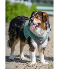 Gilet rafraîchissant pour chien Refresh