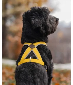 Harnais pour chien Piper