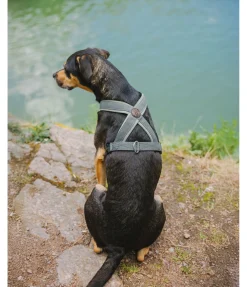 Harnais pour chien Piper