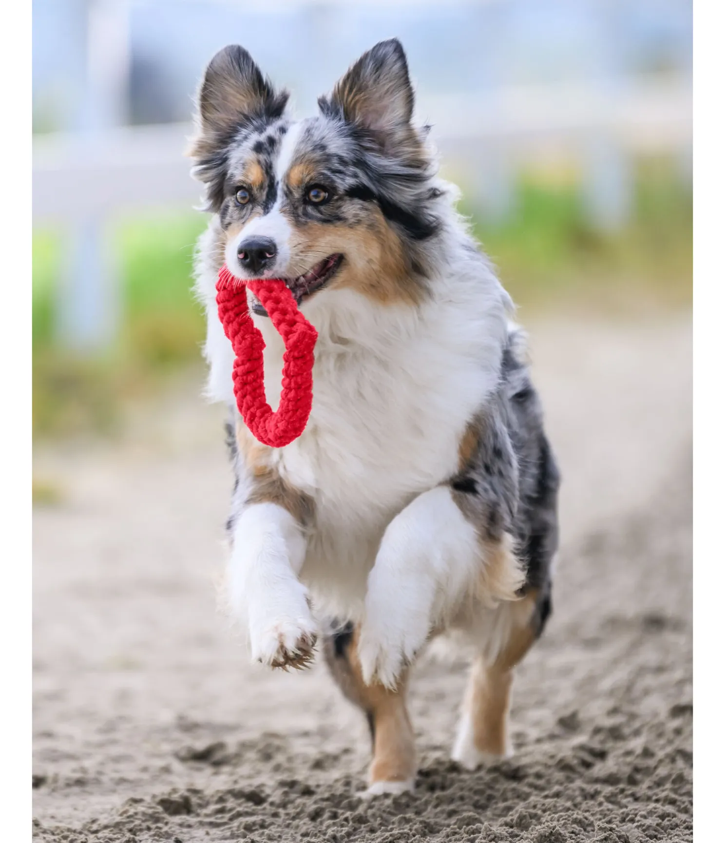 Jouet corde pour chien Valentine