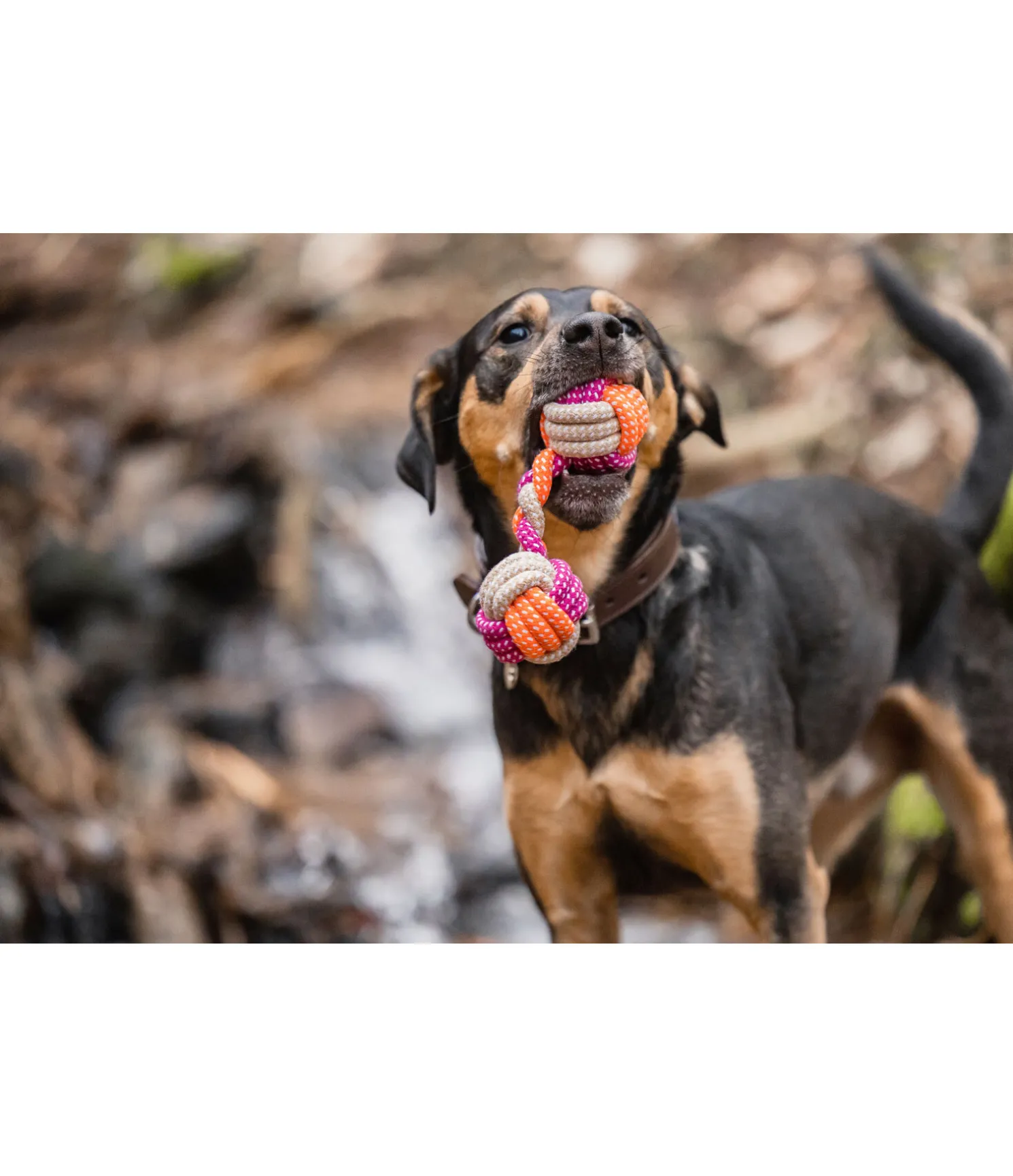 Jouet en corde pour chien Sepp
