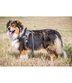 Laisse courte pour chien Waterpoof