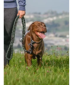 Laisse pour chien Coloured Rope