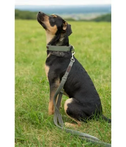 Laisse pour chien Jade