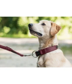 Laisse pour chien Jade