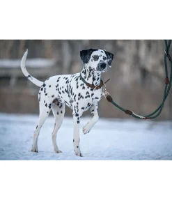 Laisse pour chien Rope