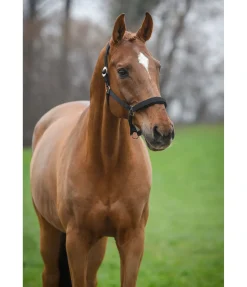 Licol Interchangeable