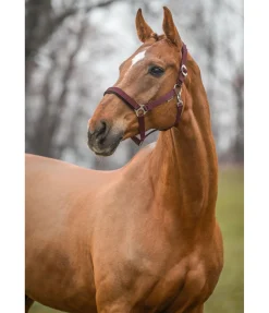 Licol Interchangeable