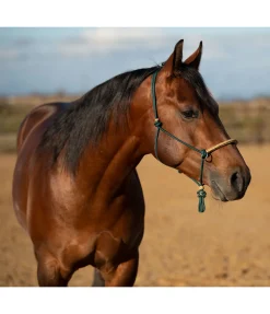 Licol à noeuds Lino