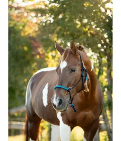 Licol à noeuds Lino