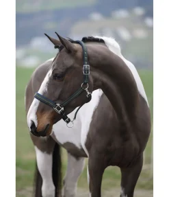 Licol Swiss Design II