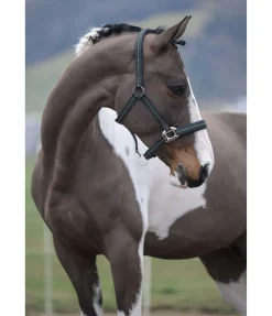 Licol Swiss Design II