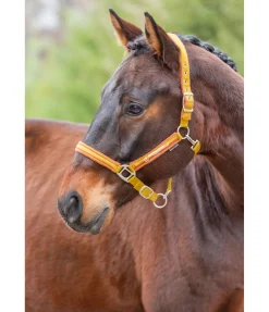 Licol Twotone