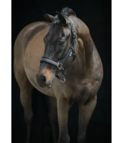 Licol Velvet Twinkle