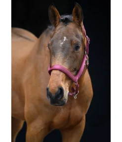 Licol anatomique Relaxation