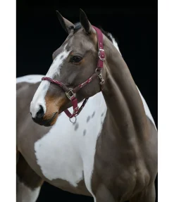 Licol anatomique Sophistication