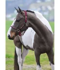 Licol anatomique Sophistication