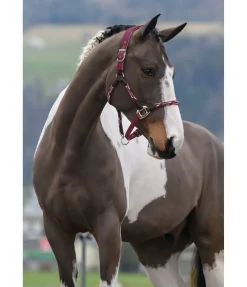 Licol anatomique Sophistication