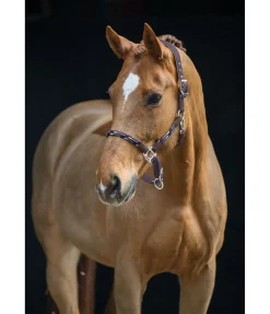 Licol anatomique Sophistication