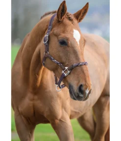 Licol anatomique Sophistication