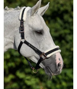 Licol avec polaire Teddy Better Together