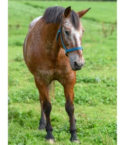 Licol de sécurité Safety