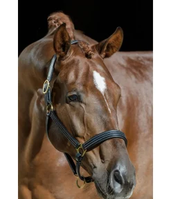 Licol en cuir Graveur