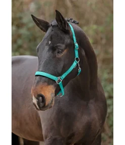 Licol en nylon à prix cassé II