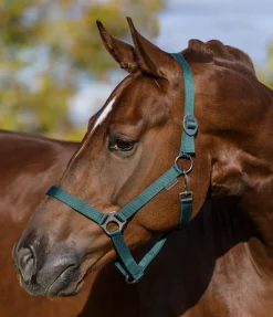 Licol en nylon à prix cassé