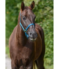 Licol en nylon à prix cassé