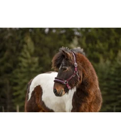 Licol en polaire Teddy Norway Spirit